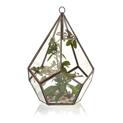 Terrarium en verre - Grand pentagone