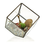 Terrarium en verre - Cube sur le coin