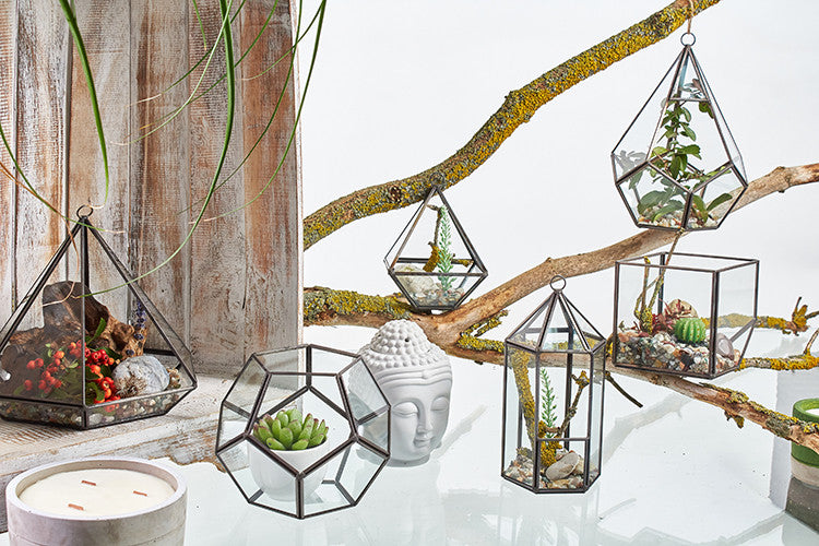 Terrarium en verre - Cube sur le coin