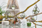 Terrarium en verre - Grand pentagone